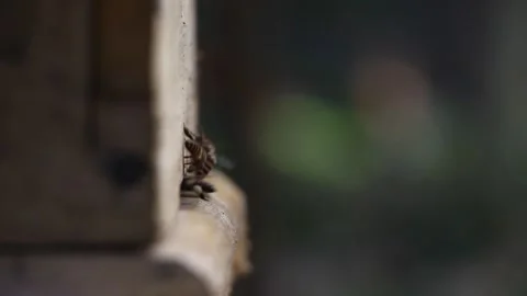 Honey Bees Bringing Pollen Stock Footage 285549769