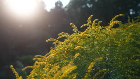 Honey bees, bumblebees pollinate bloom Solidago canadensis shrub on sunny day Stock Footage 289334669