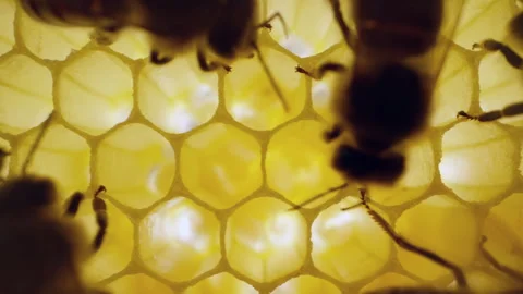 Honey bees caring for developing larvae inside wax honeycomb cells. Close-up of  Stock Footage 337674664