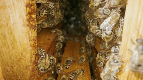 Honey bees climb the combs on the frames inside the hive. Stock Footage 218993214