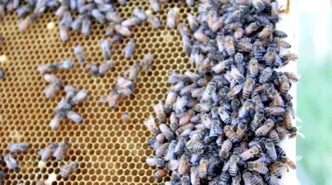 Honey Bees Close Up on Comb HD.mp4 Stock Footage 43096737