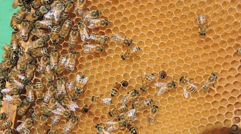 Honey bees, close up. Stock Footage 50768285