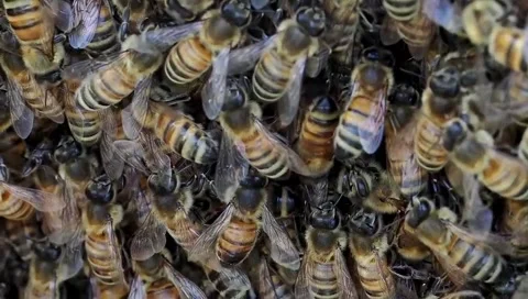 Honey bees close up Stock Footage 252519337