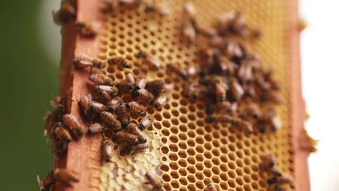 Honey bees close-up Stock-Footage 287894392