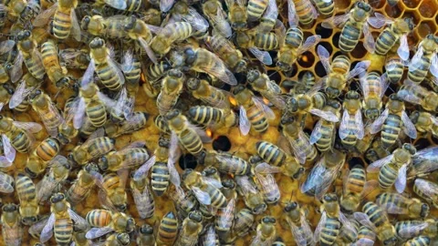 Honey bees close up on honeycombs. Organic honey bee farm. Stock Footage 278142653