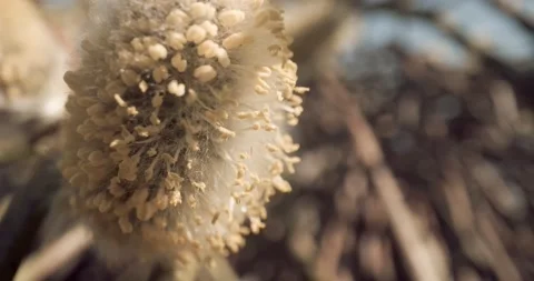 Honey Bees Close Up Pollinating Gathering Pollen from Flower Day Time 8K RED Stock Footage 134486082