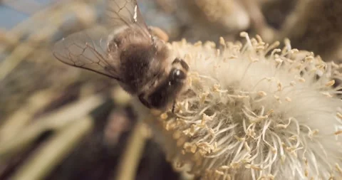 Honey Bees Close Up Pollinating Gathering Pollen from Flower Day Time 8K RED Stockbeeldmateriaal 134486091