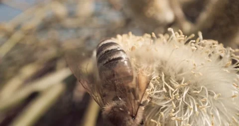 Honey Bees Close Up Pollinating Gathering Pollen from Flower Day Time 8K RED Stock Footage 134486130