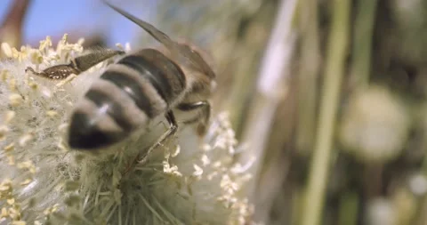 Honey Bees Close Up Pollinating Gathering Pollen from Flower Day Time 8K RED Stock-Footage 134486141