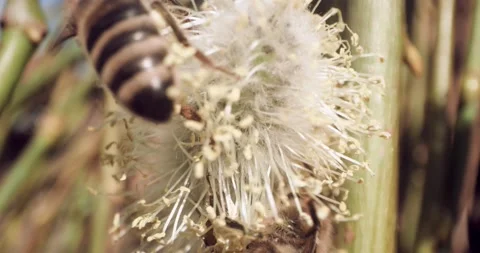 Honey Bees Close Up Pollinating Gathering Pollen from Flower Day Time 8K RED Stock Footage 134486153