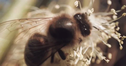 Honey Bees Close Up Pollinating Gathering Pollen from Flower Day Time 8K RED Vídeo Stock 134486160
