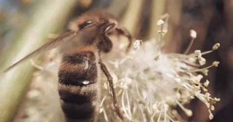 Honey Bees Close Up Pollinating Gathering Pollen from Flower Day Time 8K RED 库存影片 134486170