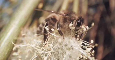 Honey Bees Close Up Pollinating Gathering Pollen from Flower Day Time 8K RED Video stock 134486178