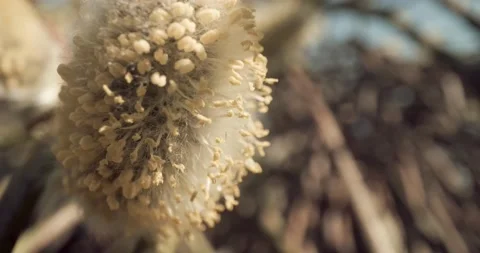 Honey Bees Close Up Pollinating Gathering Pollen from Flower Day Time 8K RED 库存影片 134486182