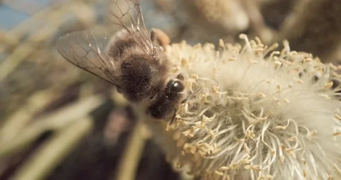 Honey Bees Close Up Pollinating Gathering Pollen from Flower Day Time 8K RED Vídeo Stock 134486187
