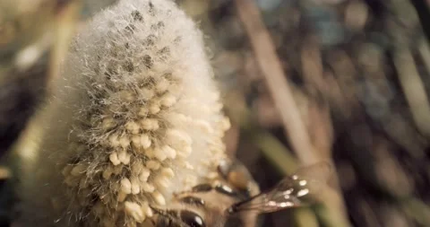 Honey Bees Close Up Pollinating Gathering Pollen from Flower Day Time 8K RED Stock Footage 134486188