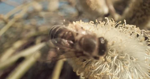 Honey Bees Close Up Pollinating Gathering Pollen from Flower Day Time 8K RED Stock-Footage 134486202