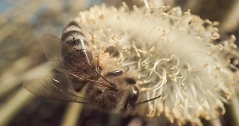 Honey Bees Close Up Pollinating Gathering Pollen from Flower Day Time 8K RED Stock Footage 134486204