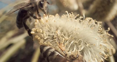 Honey Bees Close Up Pollinating Gathering Pollen from Flower Day Time 8K RED Stock Footage 134486215