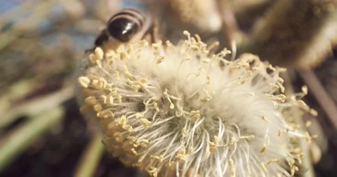 Honey Bees Close Up Pollinating Gathering Pollen from Flower Day Time 8K RED 스톡 동영상 134486223