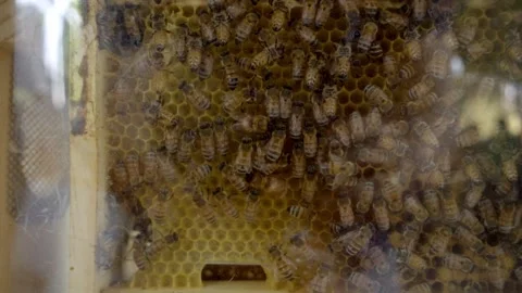 Honey Bees Clustered on Honeycomb Inside Beehive Showing Hexagonal Wax Cells Stock Footage 346502231
