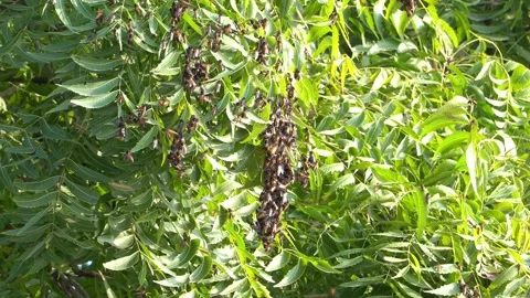 Honey-bees-clustered-on-neem-tree-foliage-static-tripod-shot-3 Stock Footage 344871298