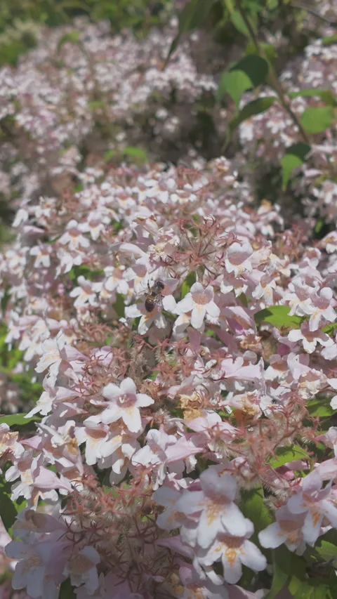 Honey bees collect nectar from light pink flowers of blooming beauty bush Stock Footage 314792888