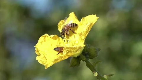 Honey bees collecting nectar on a bright yellow flower Видео 339133748