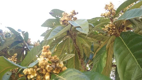Honey Bees Collecting Nectar from Medlar Tree Stock Footage 119518341