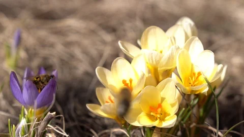 Honey bees collecting nectar on spring violet and yellow flowers Stock Footage 88330619