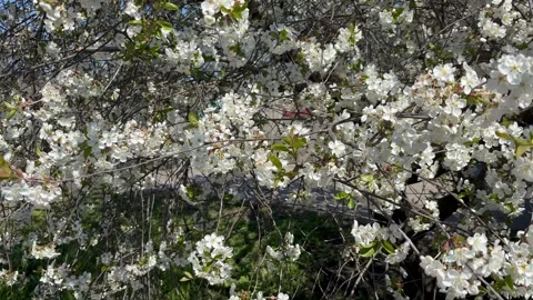 Honey bees collecting nectar on white cherry blossom flowers Video stock 337350639