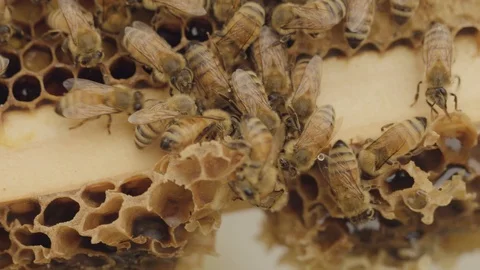 Honey Bees on Comb - Close 2 Stock Footage 125347030