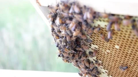 Honey bees on the comb close up HD Stock Footage 43096640