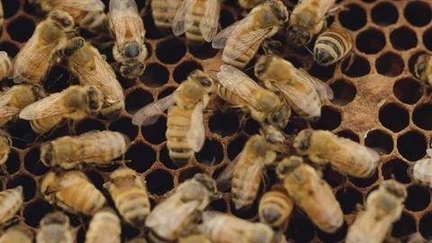 Honey Bees on Comb - Macro Stock Footage 125347065