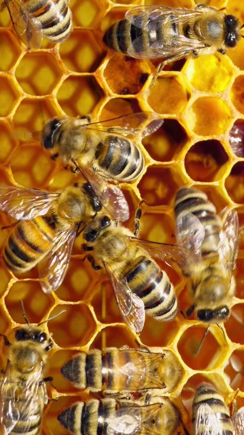 Honey bees combs comes out of wax to store honey, plant nectar, and bee bread Stock Footage 312780212