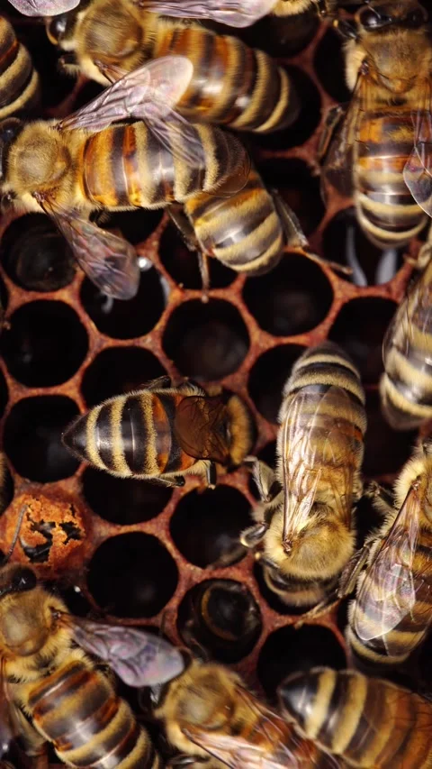 Honey bees combs comes out of wax to store honey, plant nectar, and bee bread Stock Footage 313994949