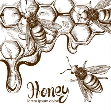 Honey, bees combs Vector line art. Retro vintage old effect styles Stock Illustration