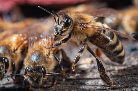 Honey bees at coming and going at the hive Stock Photos