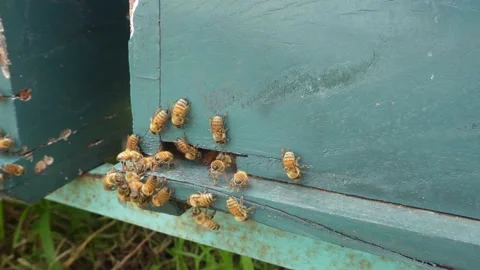Honey bees congregate in front of the hole Stock Footage 224397281