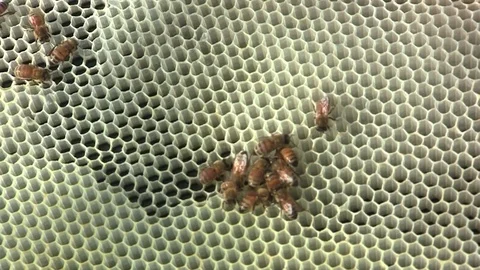 Honey Bees construct honeycomb Video stock 122539993