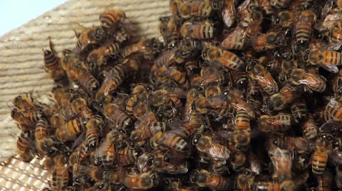 Honey bees constructing a hive. Video stock 23705323