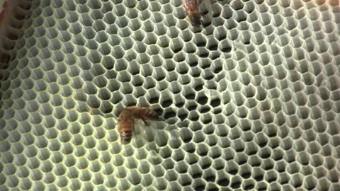 Honey Bees constructing wax honeycomb 66 Video stock 122540076