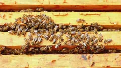 Honey bees crawl on wooden frames bringing honey into the swarm. Video stock 149122659