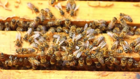 Honey bees crawl on wooden frames bringing honey into the swarm. Stock Footage 152680582