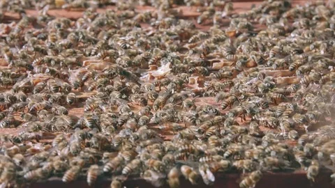 Honey bees crawling around open hive in the sun close detail Video stock 84264389