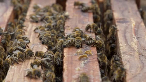 Honey Bees Crawling on Beehive Frames Close Up, Romania Stock Footage 341397635