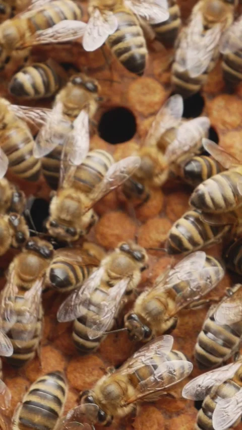 Honey Bees Crawling on a Brood Frame in a Beehive Stock Footage 346525861