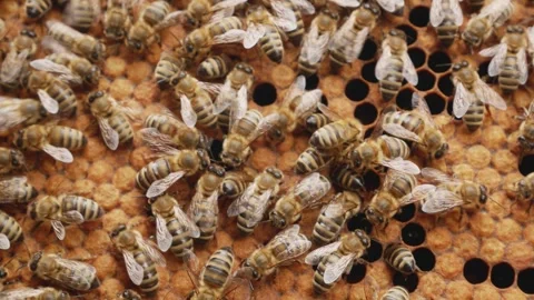 Honey Bees Crawling on a Brood Frame in a Beehive Stock Footage 346526130