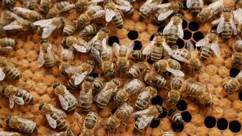 Honey Bees Crawling on a Brood Frame in a Beehive Stock Photos