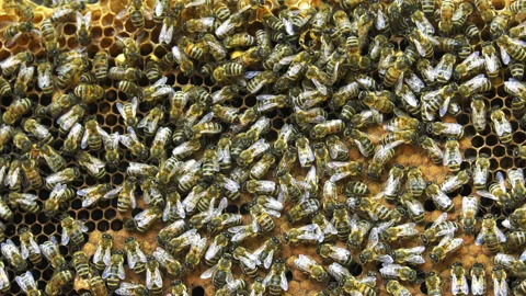 Honey bees crawling on combs, zoom in Stock Footage 201181315